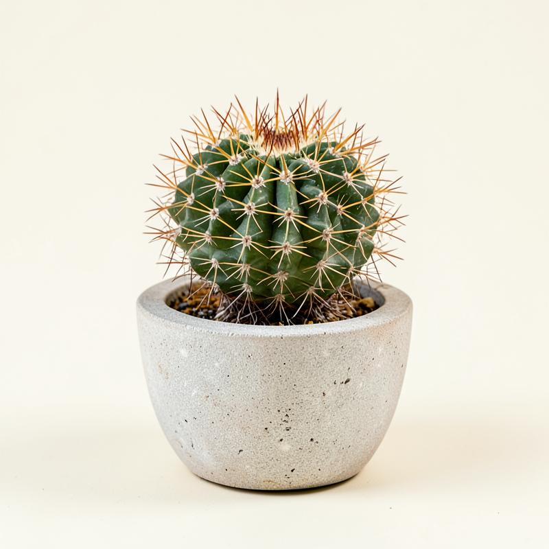 Cactus bola
